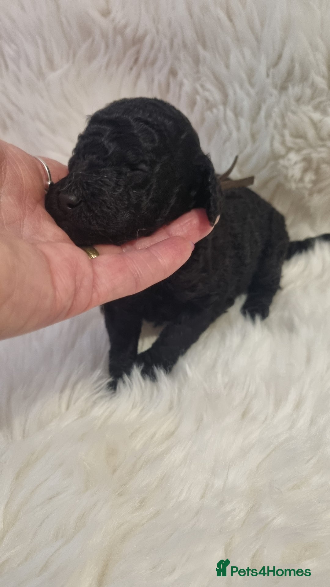 Standard Poodle dogs for sale: Exceptional Health Tested Puppies Due - Advert 28