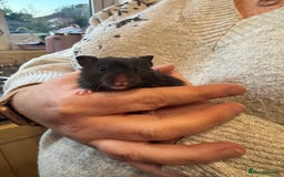 Hamster rodents for sale: Pedigree Syrian hamsters - Image 2