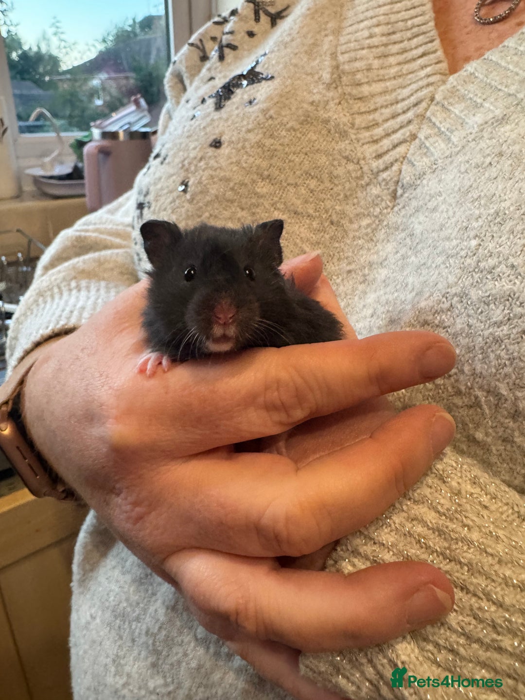 Hamster rodents for sale: Pedigree Syrian hamsters - Image 2