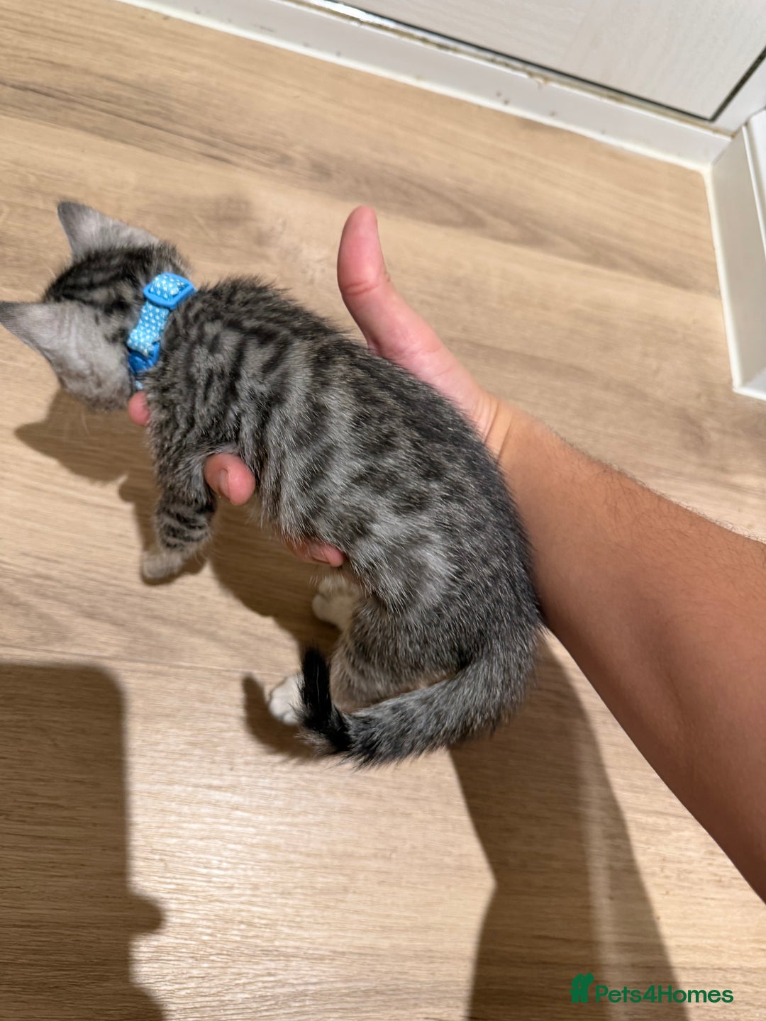 Bengal cats for sale: Bengal kittens  - Advert 5