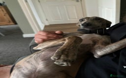 Lurcher dogs for sale: Dougie - 2yr Old Lurcher - Image 7