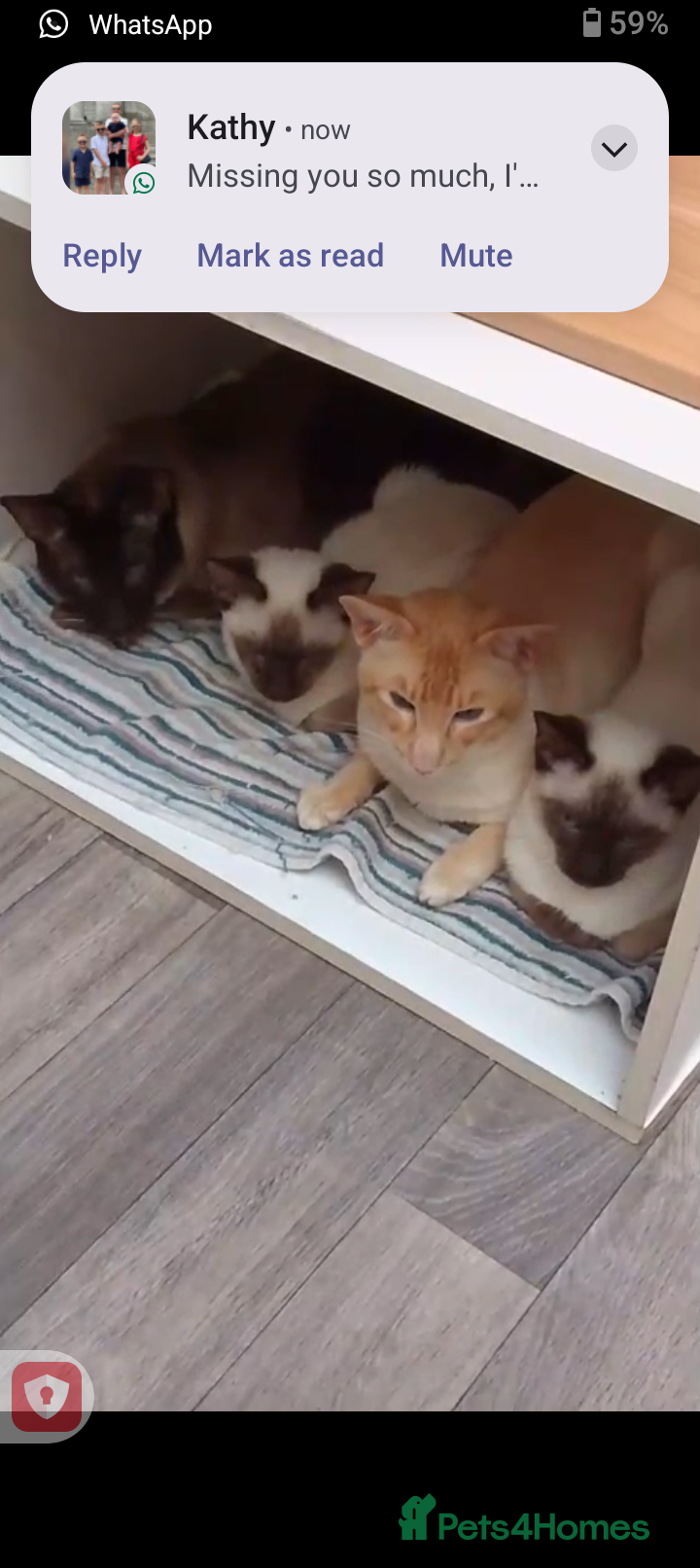 Mixed Breed cats Ragamese Kittens - Advert 3