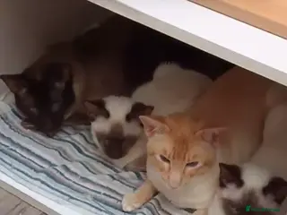 Mixed Breed cats Ragamese Kittens - Advert 3