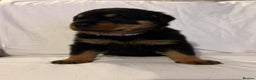 Rottweiler dogs for sale: Stunning Rottweiler puppies - Advert 11