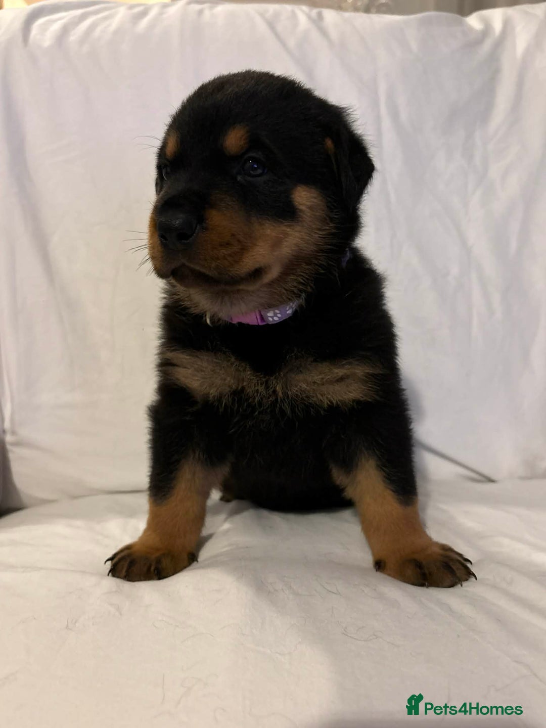 Rottweiler dogs for sale: Stunning Rottweiler puppies - Advert 11