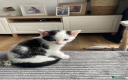 Domestic Shorthair cats for sale: 2 Male Kittens - Image 18