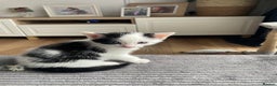 Domestic Shorthair cats for sale: 2 Male Kittens - Advert 18