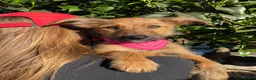 Mixed Breed dogs for adoption: Lovely Layla in Fleet - Advert 2