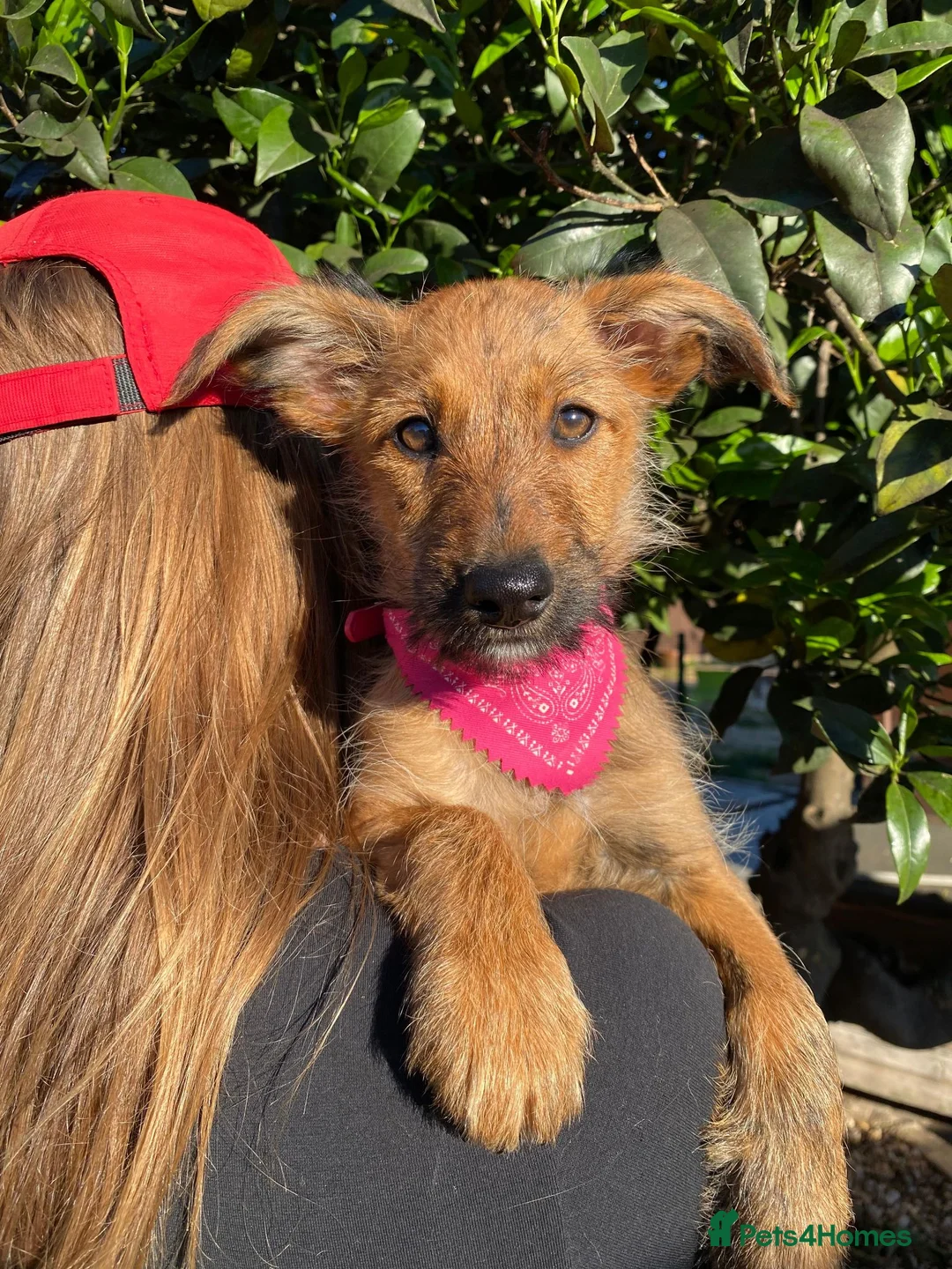 Mixed Breed dogs for adoption: Lovely Layla in Fleet - Advert 2