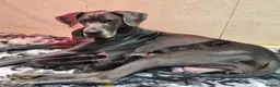 Great Dane dogs for sale: Black Great Dane Puppies  - Advert 6
