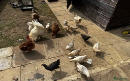 Chickens poultry for sale: Whole Laying Hen Flock for Sale, chicks, hens. - Image 3