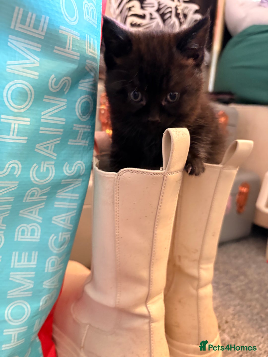 Maine Coon cats for sale: Part Maine Coon READY 8th December  - Advert 13