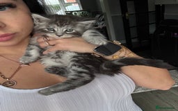 Maine Coon cats for sale: Russian XL maine coons!❤️ready to leave next week! - Image 8