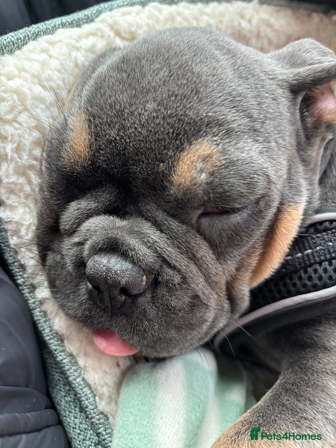 Mixed Breed dogs for sale: Beautiful Tan and Blue Frenchie x English Bulldog - Advert 5