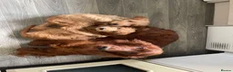 Irish Doodle dogs for sale: Beautiful Red Irishdoodles  - Advert 9