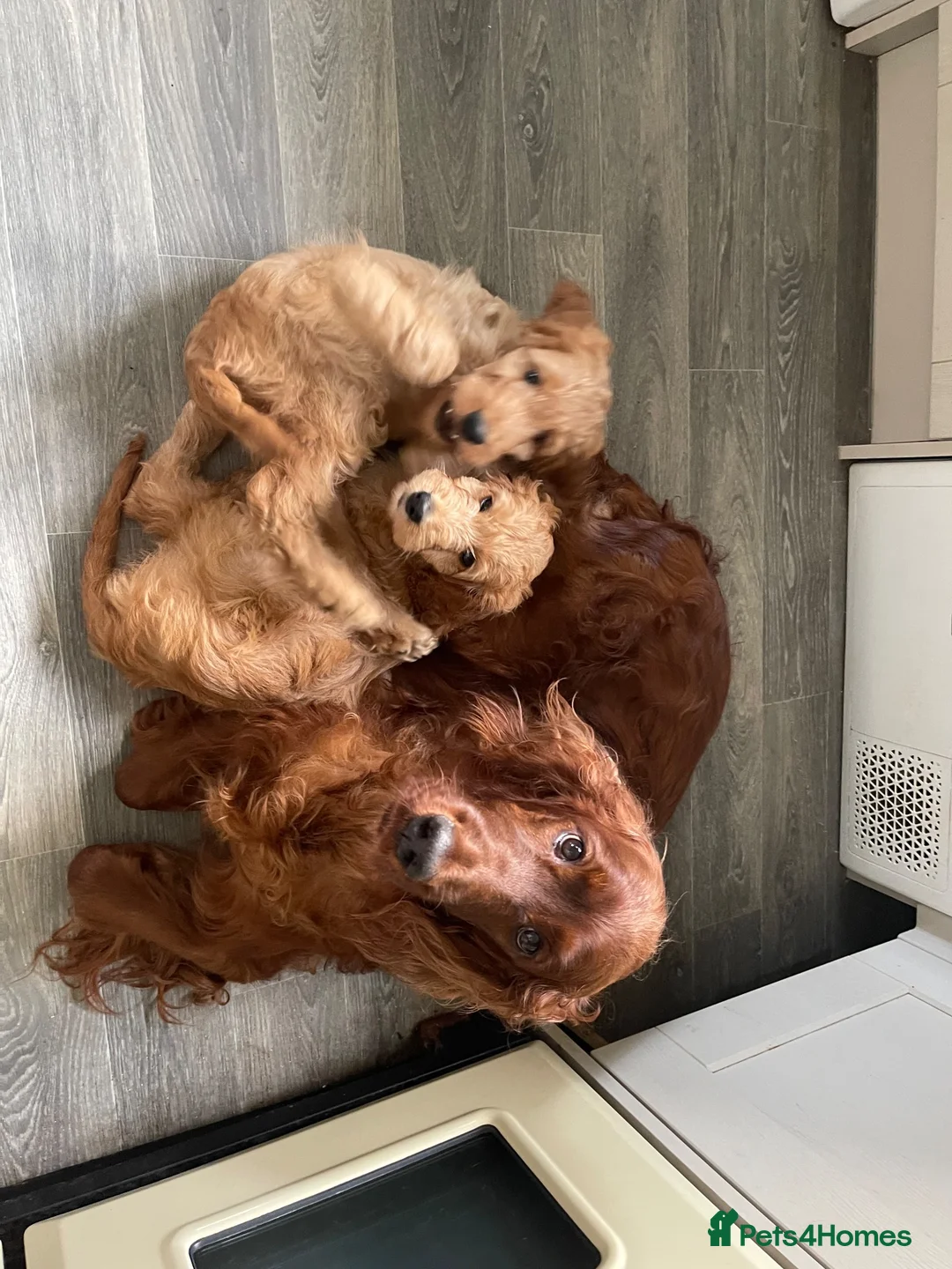 Irish Doodle dogs for sale: Beautiful Red Irishdoodles  - Advert 9