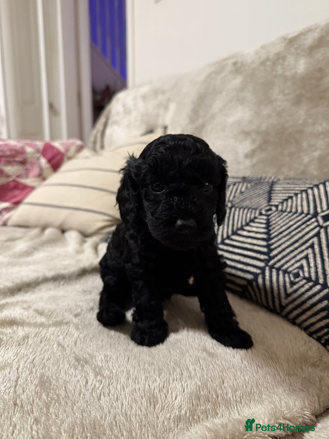 Cockapoo dogs for sale: Cockapoo puppies for sale  - Image 6