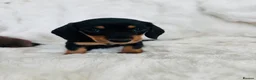 Miniature Dachshund dogs for sale: Miniature Dacshund’s  - Advert 26