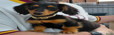 Miniature Dachshund Puppy 1