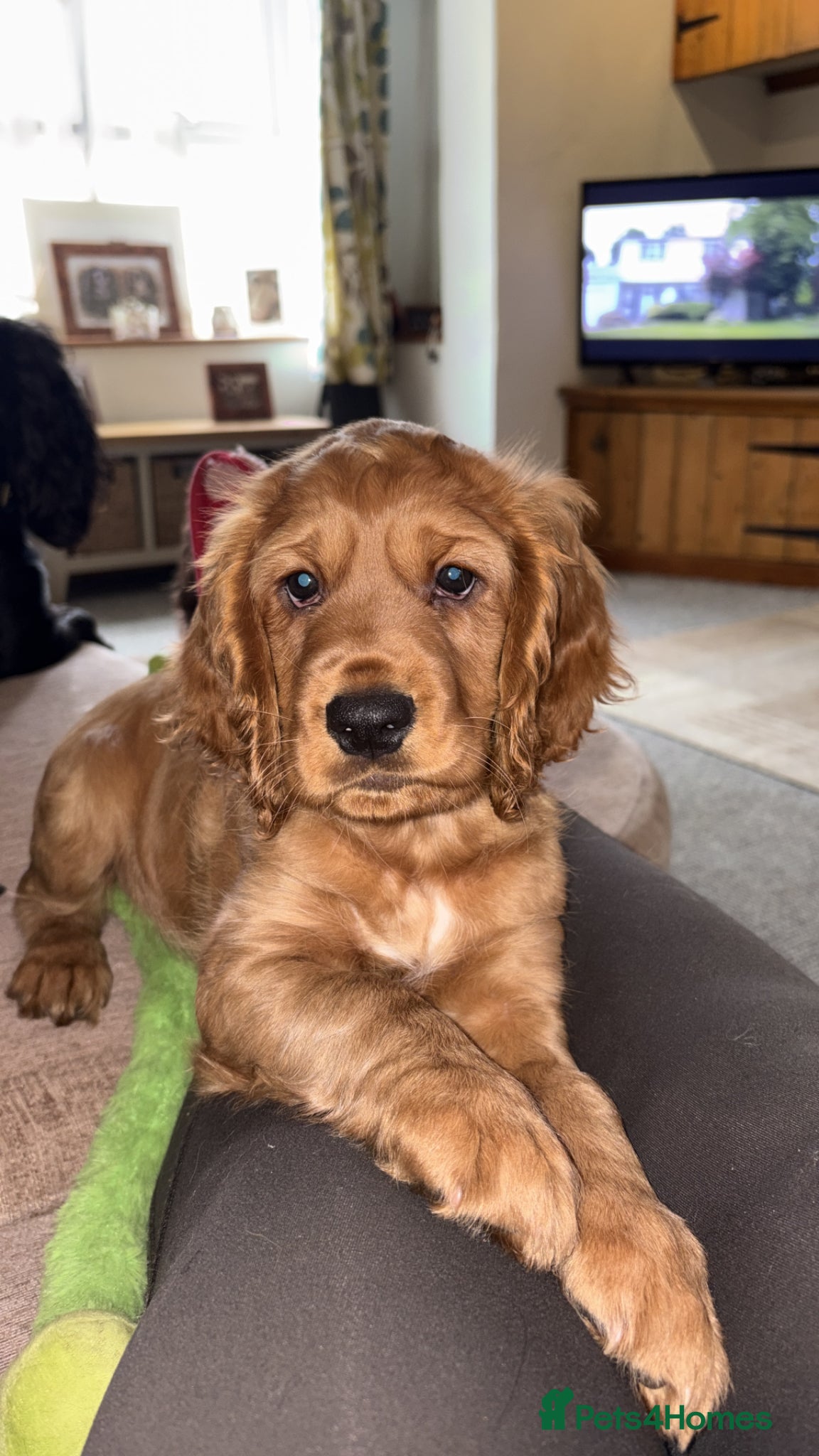 Cocker Spaniel dogs Gorgeous golden boy - Advert 4