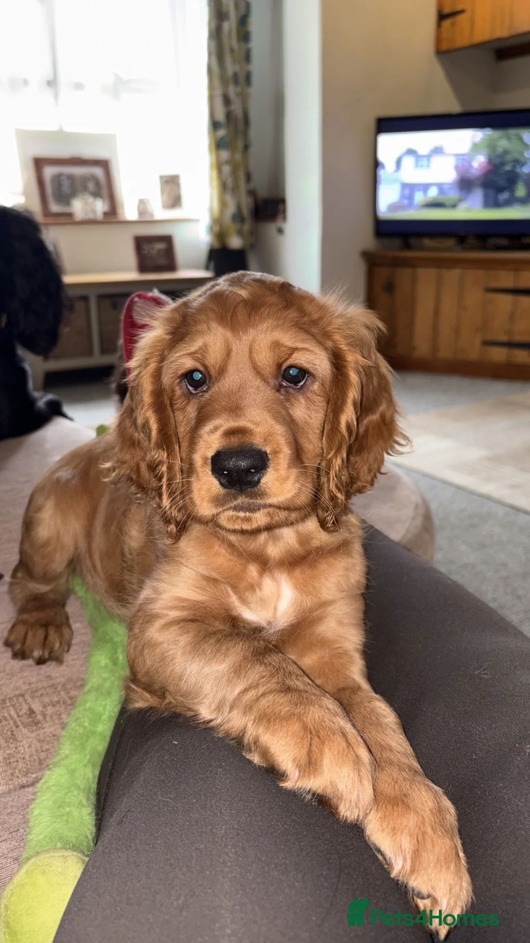 Cocker Spaniel dogs for sale: Gorgeous golden boy - Advert 1