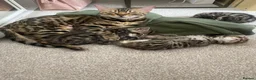 Bengal cats for sale:  Stunning Bengal kittens - Advert 14