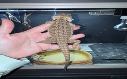 Bearded Dragon reptiles for sale: Bearded dragons babies&adults possible full setup - Advert 4