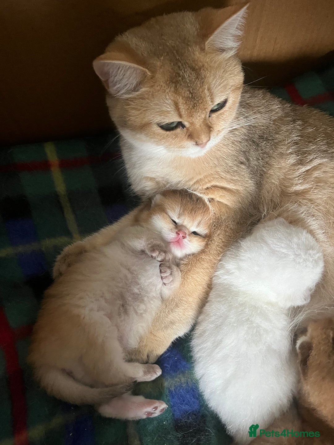 British Shorthair cats for sale: Gorgeous GCCF Ny12 + white kittens  - Image 16