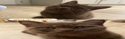 British Shorthair cats for sale: British short hair kittens - Advert 3