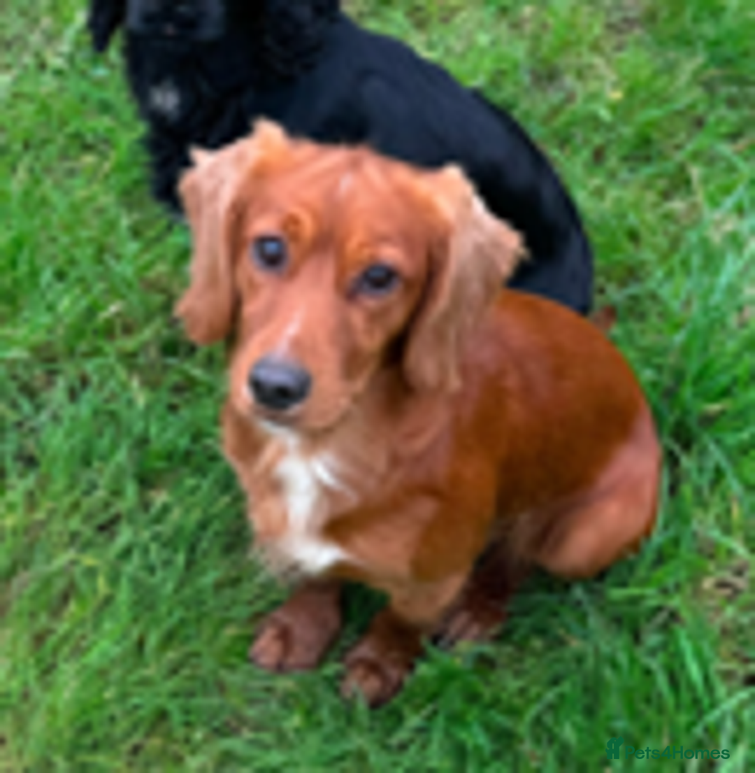 Cocker Spaniel dogs for sale: Beautiful and new - working cocker spaniel puppies - Advert 12