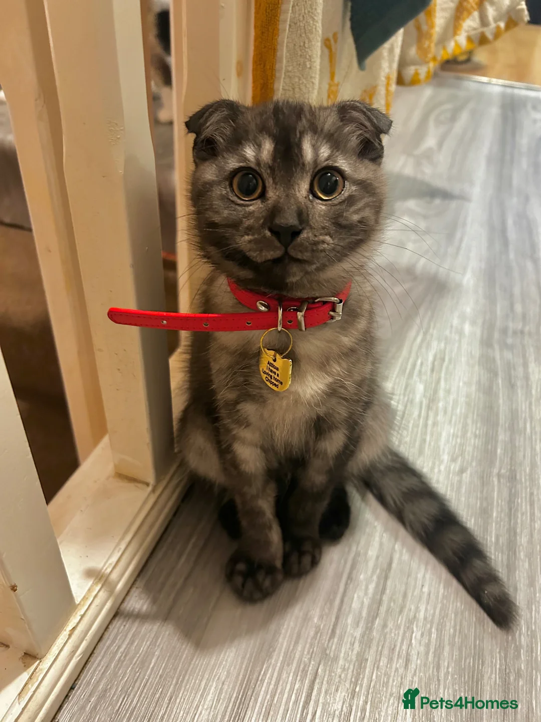 Scottish Fold cats for sale: 2 year old Scottish fold male to go to good home  - Advert 10