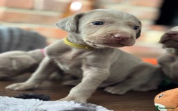 Weimaraner dogs for sale:  KC Reg Weimaraner Pups from Champion Bloodlines ✨ - Image 23
