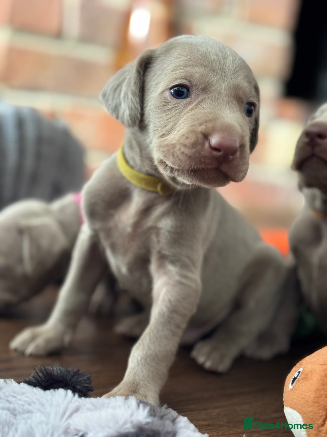 Weimaraner dogs for sale:  KC Reg Weimaraner Pups from Champion Bloodlines ✨ - Image 23