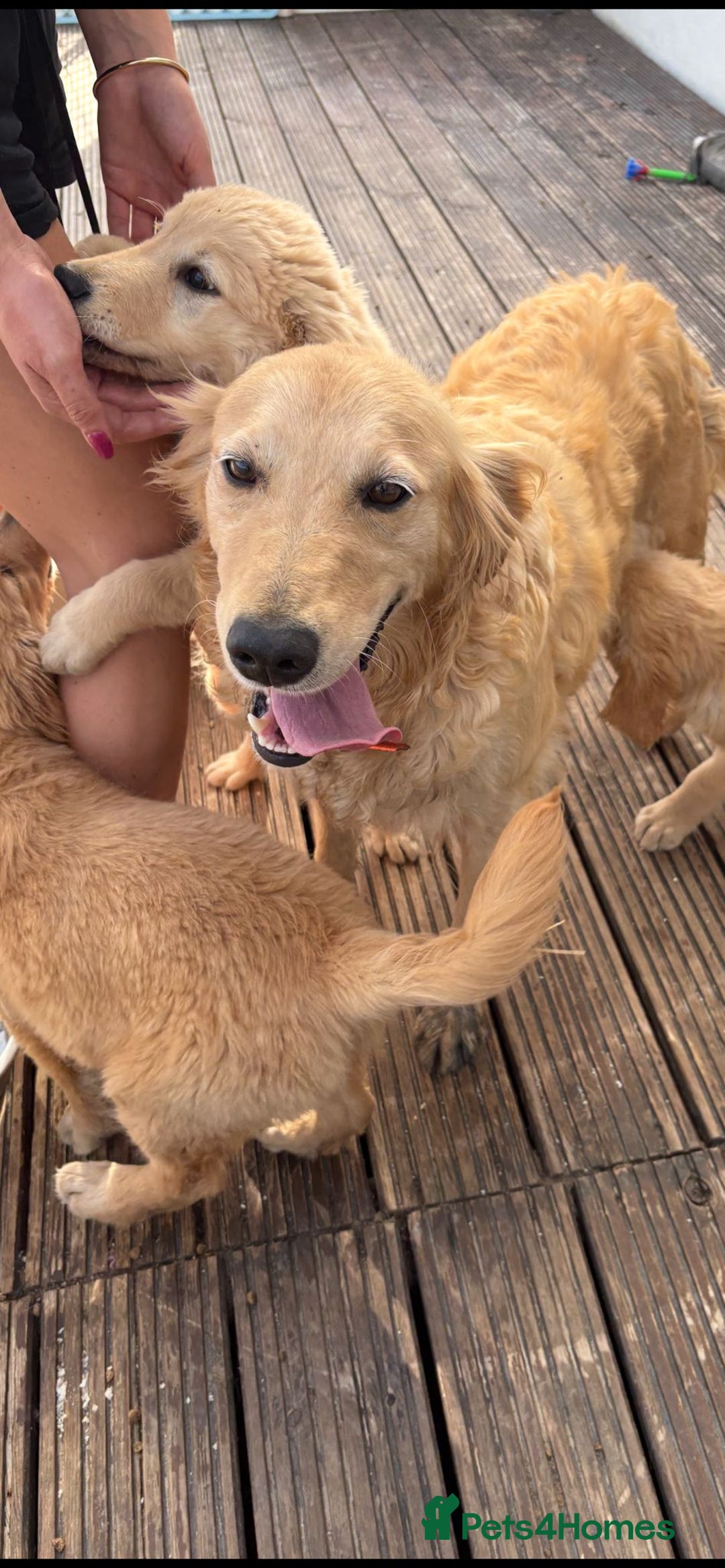 Goldendoodle dogs for sale: Healthy happy small golden retriever type puppies - Image 15