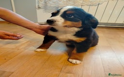 Bernese Mountain Dog dogs for sale: Bernese Mountain Dog  - Image 1