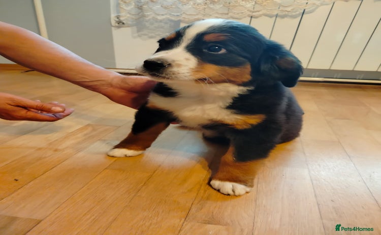 Bernese Mountain Dog dogs - Advert 16