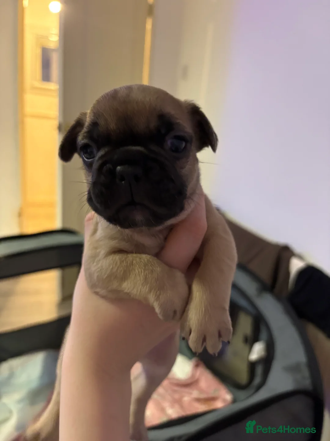 French Bulldog dogs for sale: French Bulldog Puppies - Advert 13