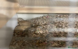 Gerbil rodents for sale: 2 year old male gerbil for sale with detolf set up - Image 2