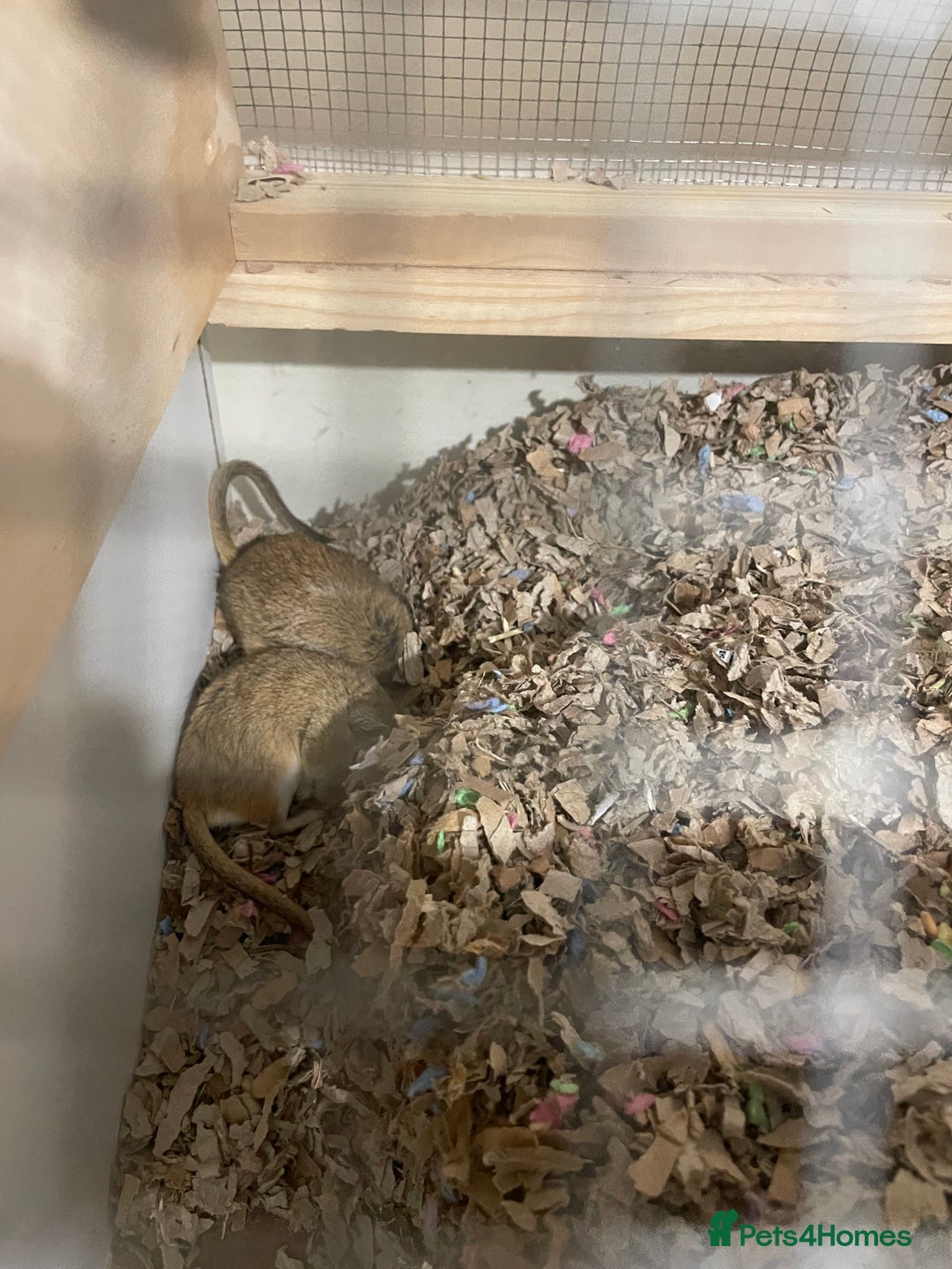 Gerbil rodents for sale: 2 year old male gerbil for sale with detolf set up - Image 2
