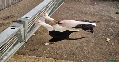 English Bull Terrier dogs - Advert 4