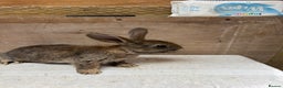 Mixed Breed rabbits for sale: 9 beautiful little Rabbit very friendly - Advert 3