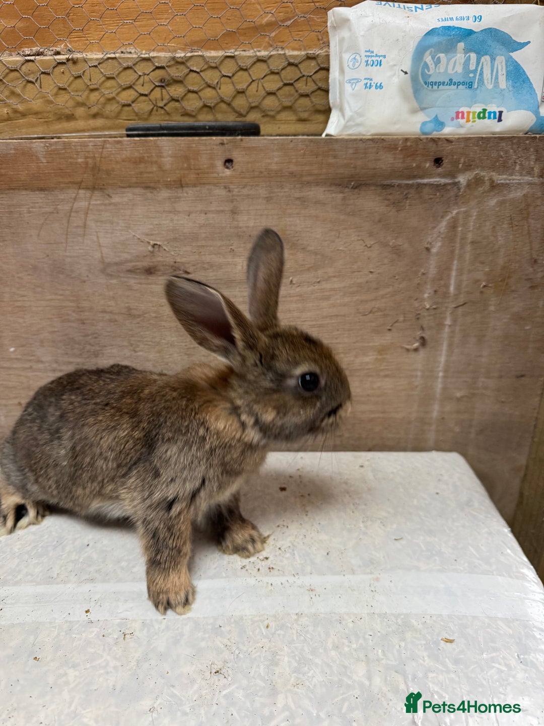 Mixed Breed rabbits for sale: 9 beautiful little Rabbit very friendly - Advert 3