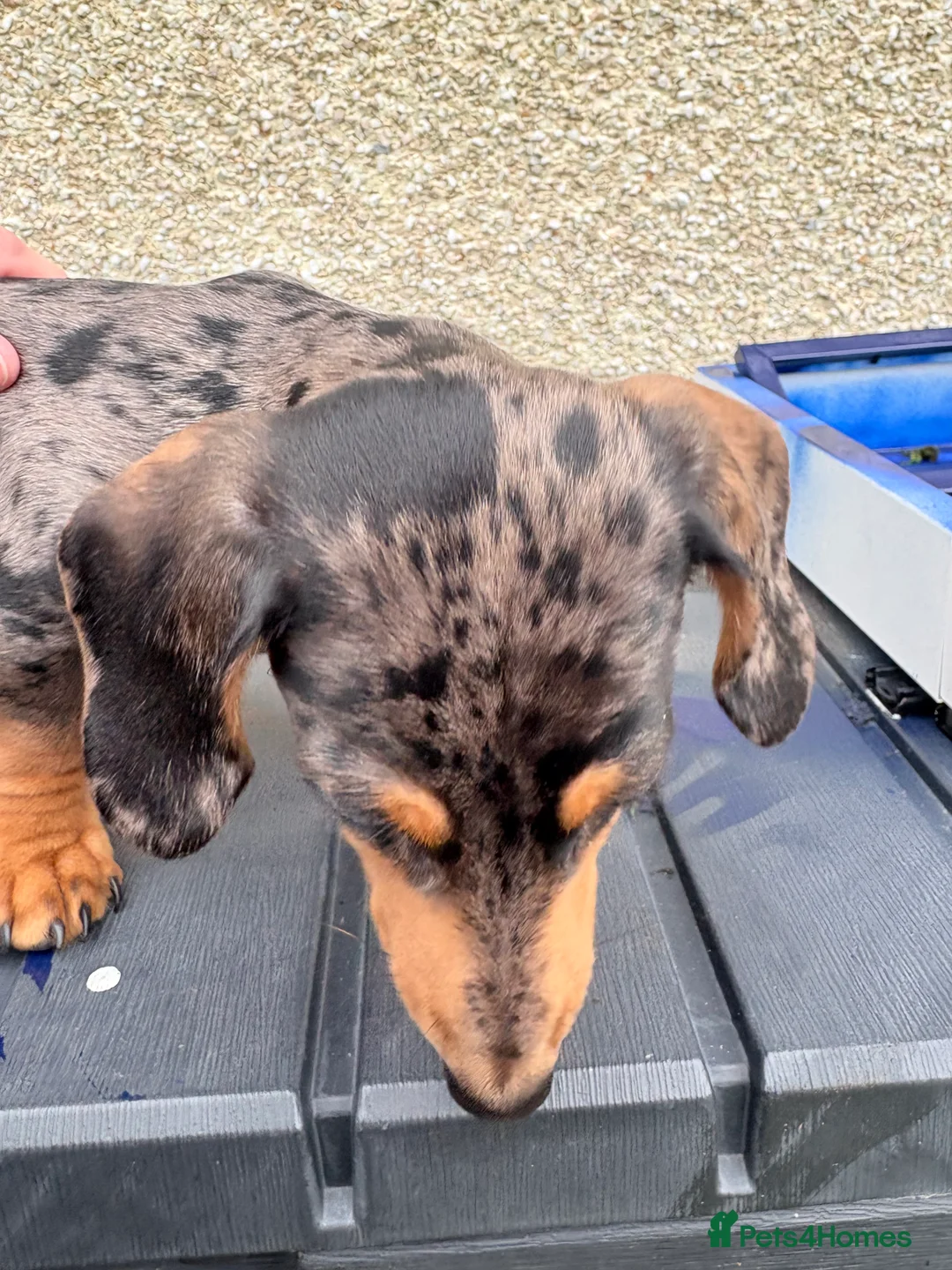 Miniature Dachshund dogs for sale: Dapple miniature Dachshund  - Advert 5
