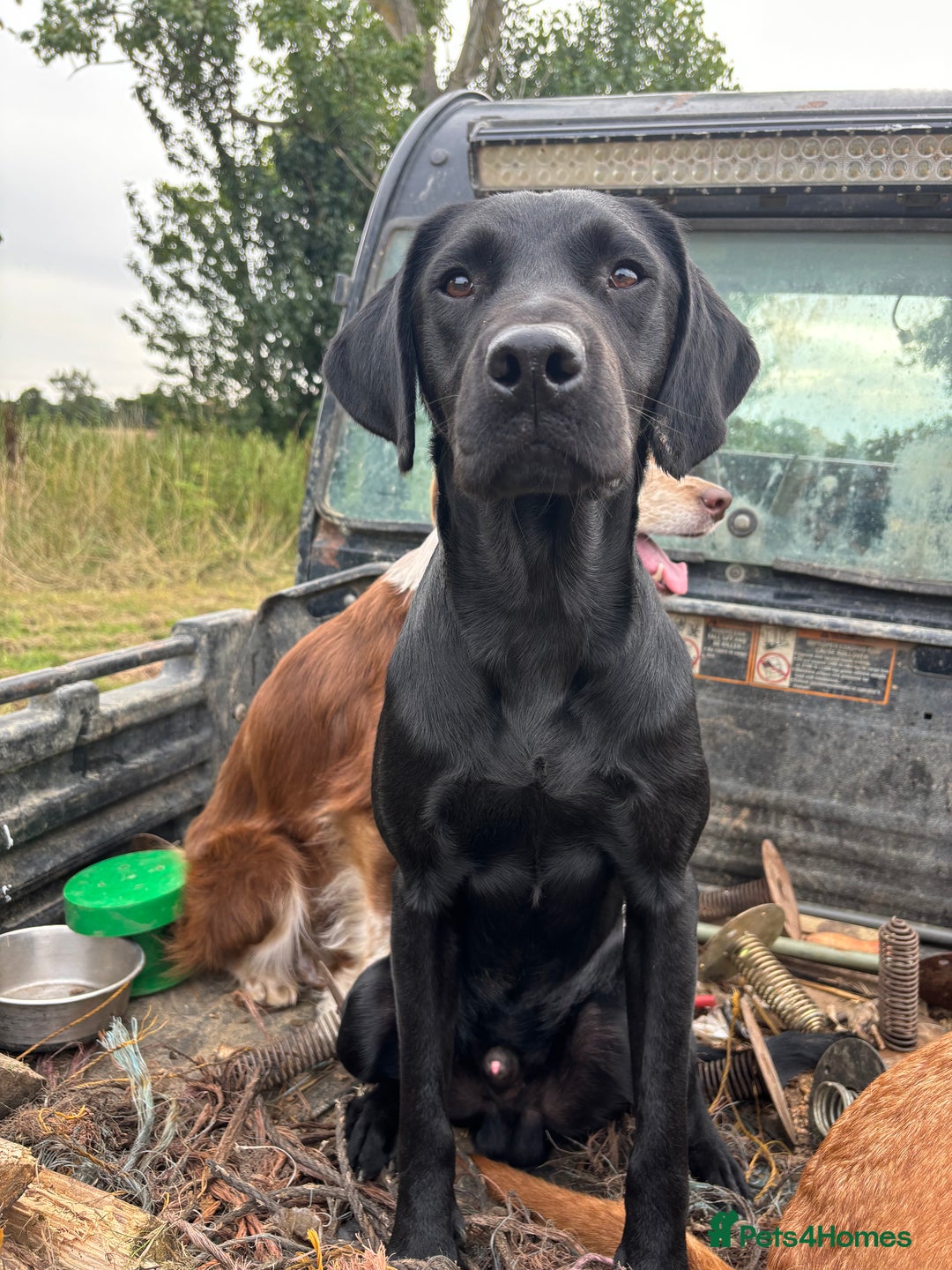 Labrador Retriever dogs for stud: Fully health tested working black Labrador  - Image 4