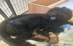 Cockapoo dogs for sale: 🐾 Gorgeous F2 Cockapoo Puppies for sale 🐾  - Image 9