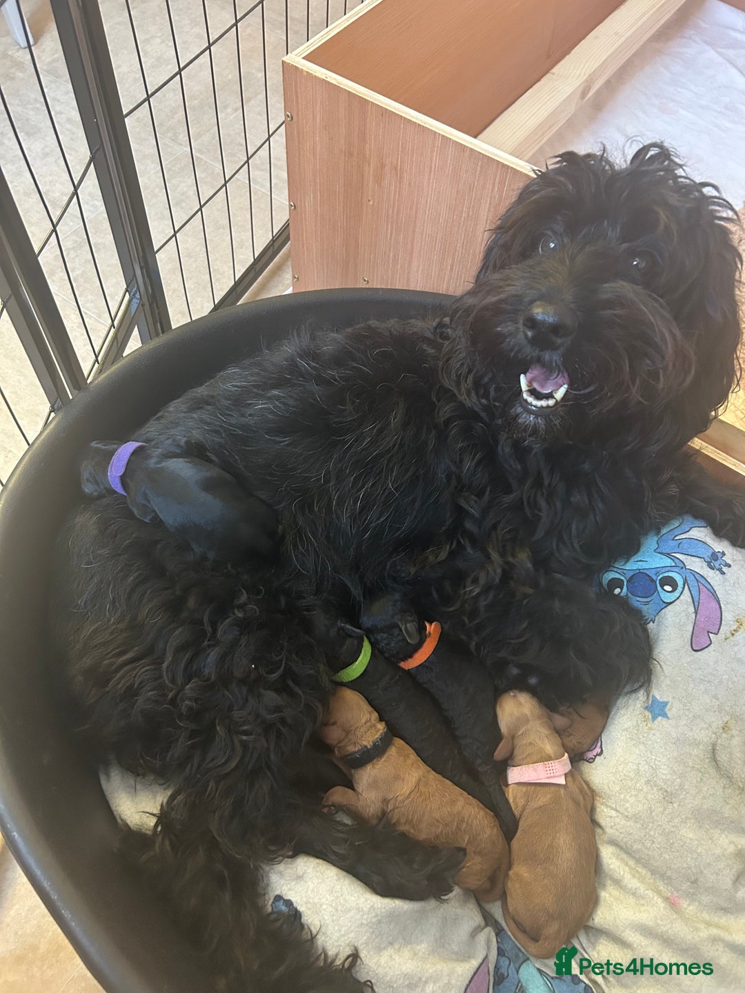 Cockapoo dogs for sale: 🐾 Gorgeous F2 Cockapoo Puppies for sale 🐾  - Image 9
