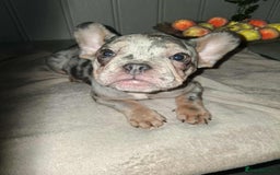 French Bulldog dogs for sale: 4 beautiful French Bulldog  - Advert 3