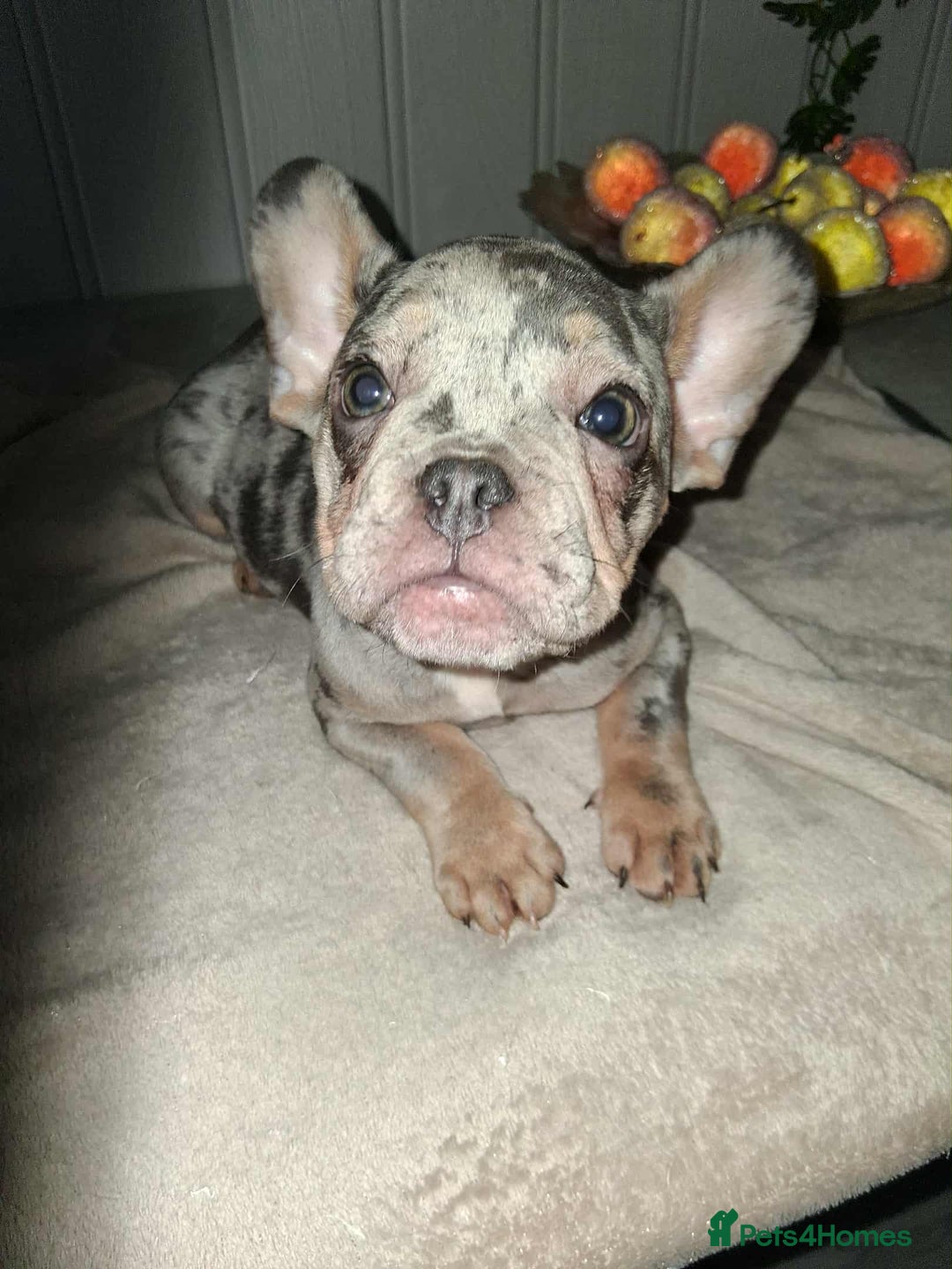 French Bulldog dogs for sale: 4 beautiful French Bulldog  - Advert 3