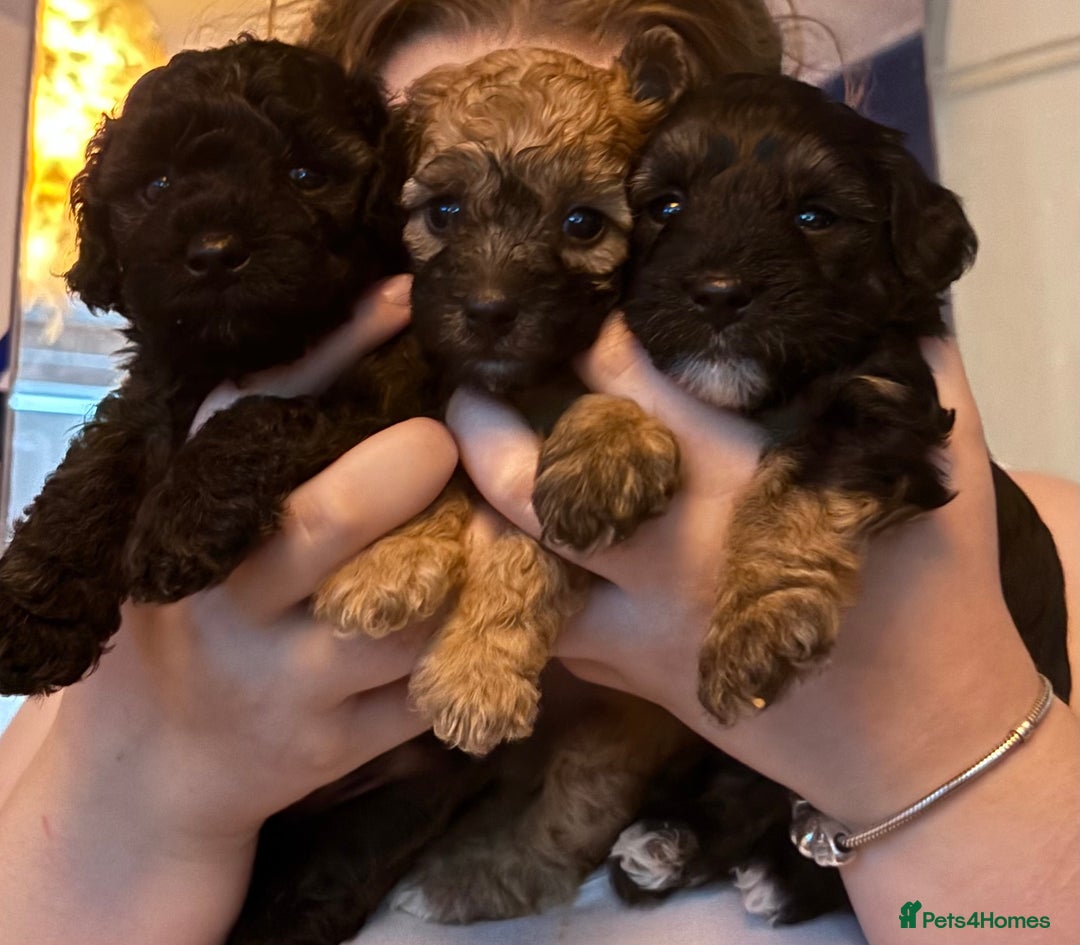 Yorkiepoo dogs for sale: Beautiful yorkipoo puppies - Image 35