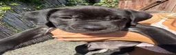 Mixed Breed dogs for sale: Athena beautiful cane Corso  - Advert 2